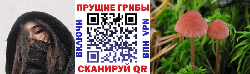 где найти   Кунгур  Псилоцибиновые грибы MAGIC MUSHROOMS 